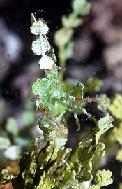 Raja Ampat 2019 - DSC08051_rc - Arrowhead crab -  - Huenia heraldica